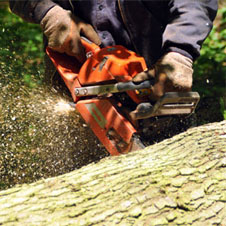 Réaliser un abattage d'arbre 44