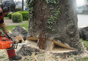 Abattage d’arbres à Saint Colomban 44