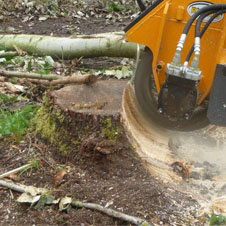 Besoin de dessoucher ou de déraciner un arbre