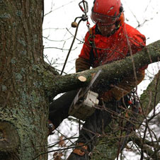 l’étêtage et élagage d’arbre