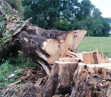 professionnelle en abattage d’arbre