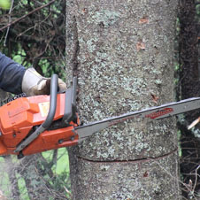 Nos services d’abattage d'arbre 44