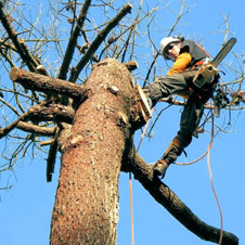 tout pour un battage d’arbre 44 réussi